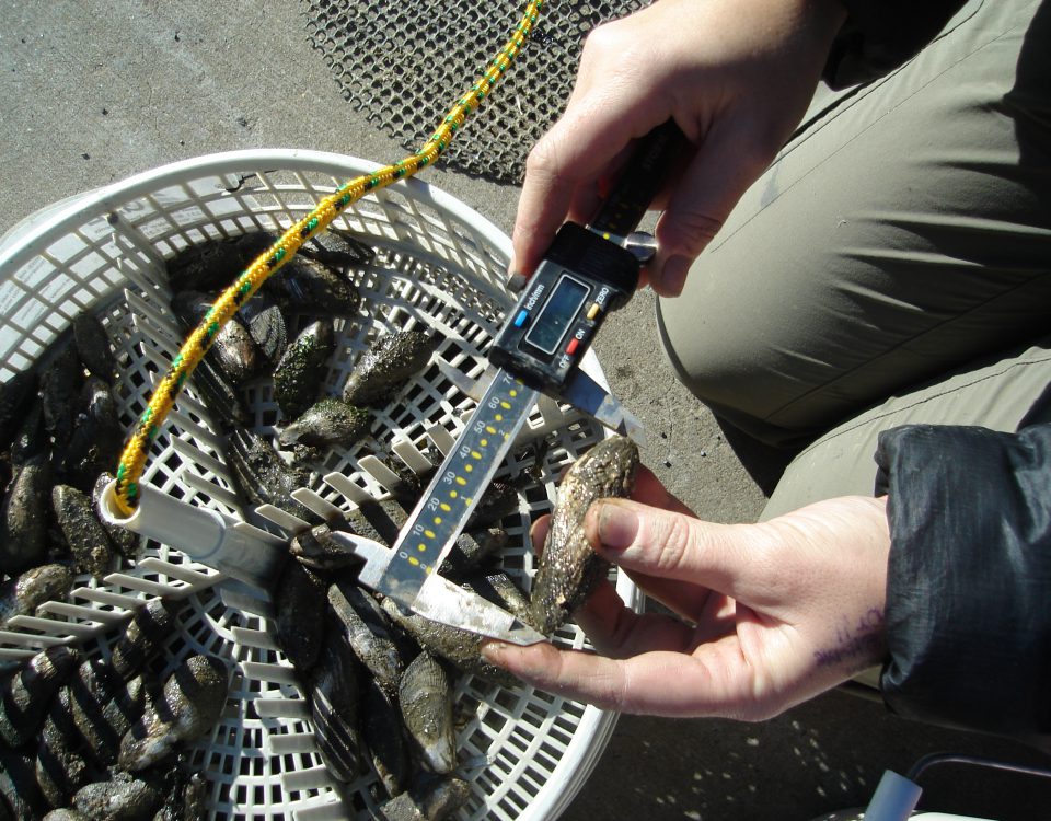 A basket full of shellfish with a person measuring one of the shellfish