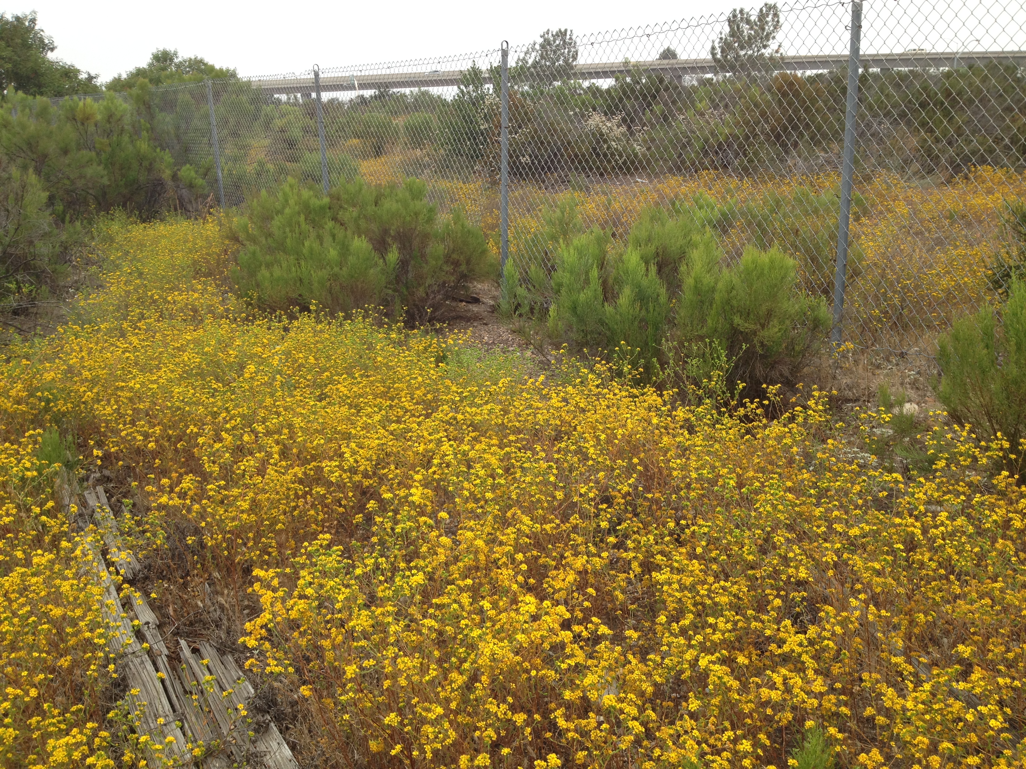 Yellow forbs and conifers, on vernal pool habitat