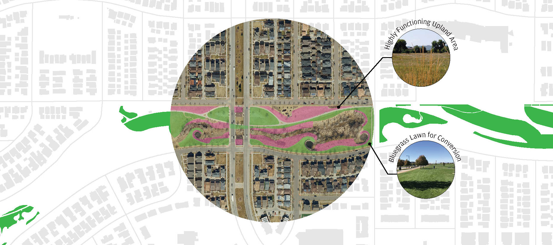 Image showing opportunities for bluegrass lawn conversion to native grasses
