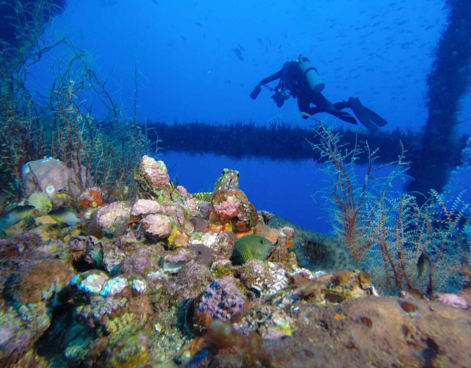 A reef on an oil right with a fish in the center foreground and a diver in the background