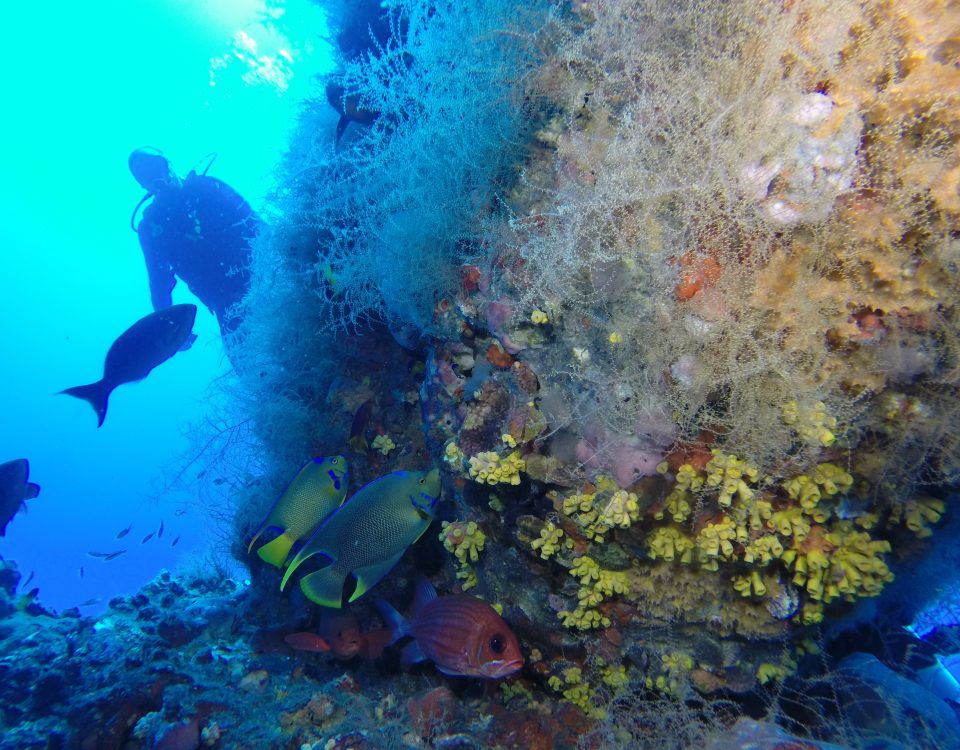 Underwater reef formed on an oil platform. Several fish and a diver are visible.