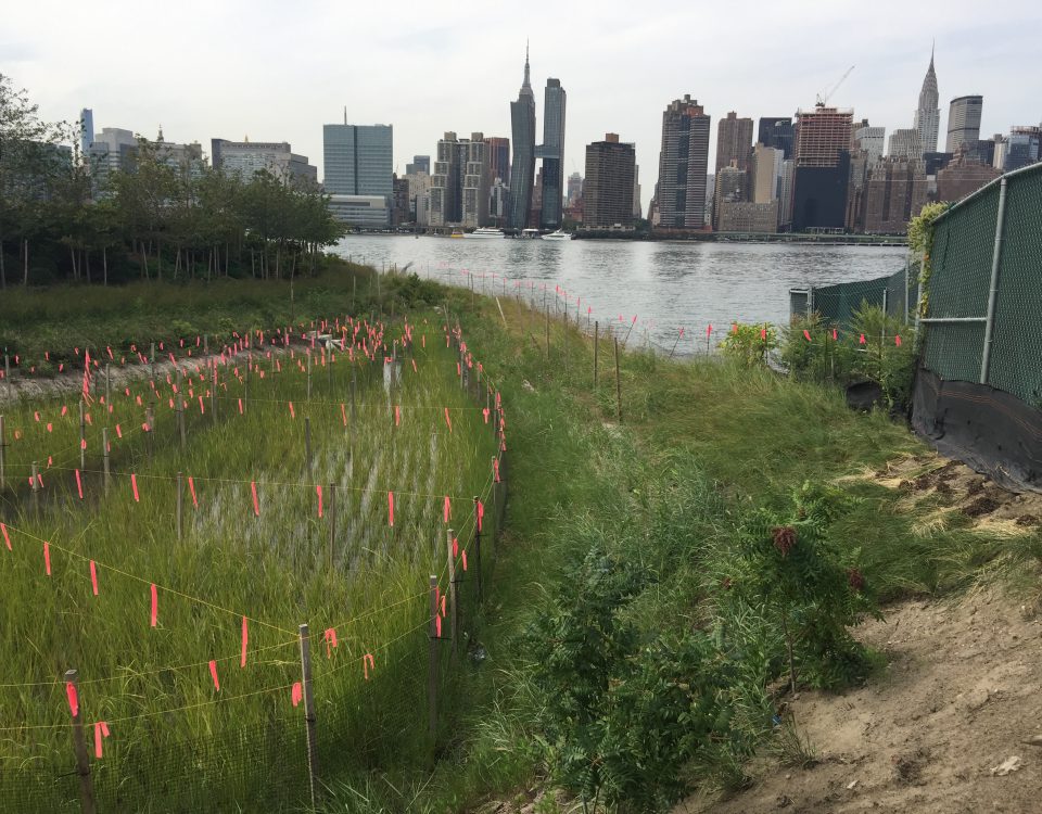 Hunter's Point South Tidal Marsh with NYC skyline in teh background