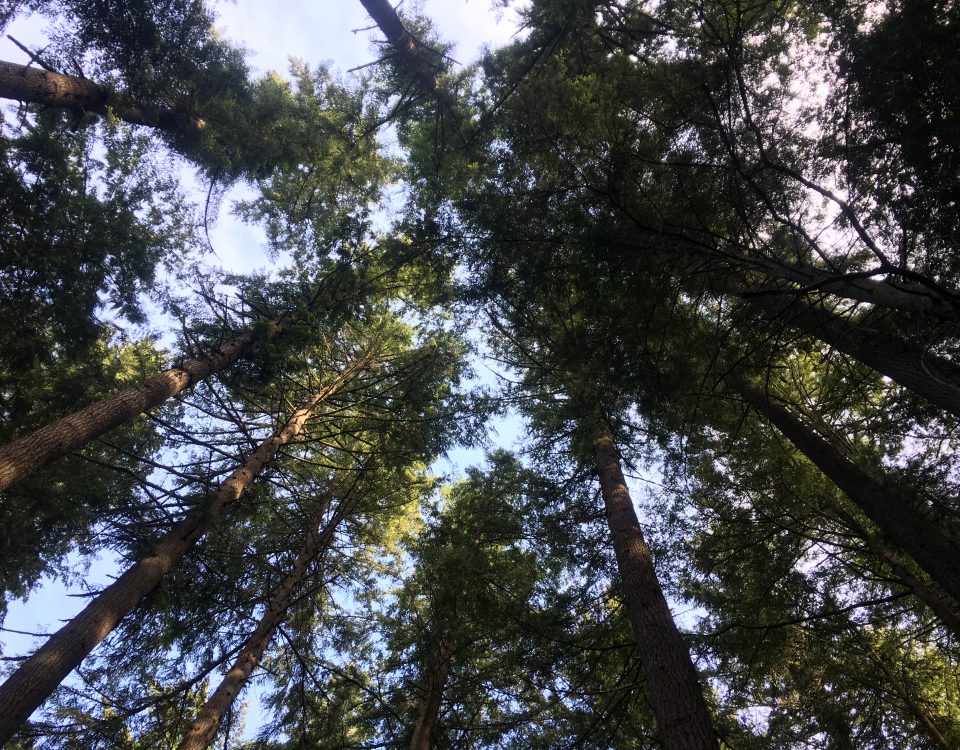 Looking up at tall, coniferous trees toward a blue sky