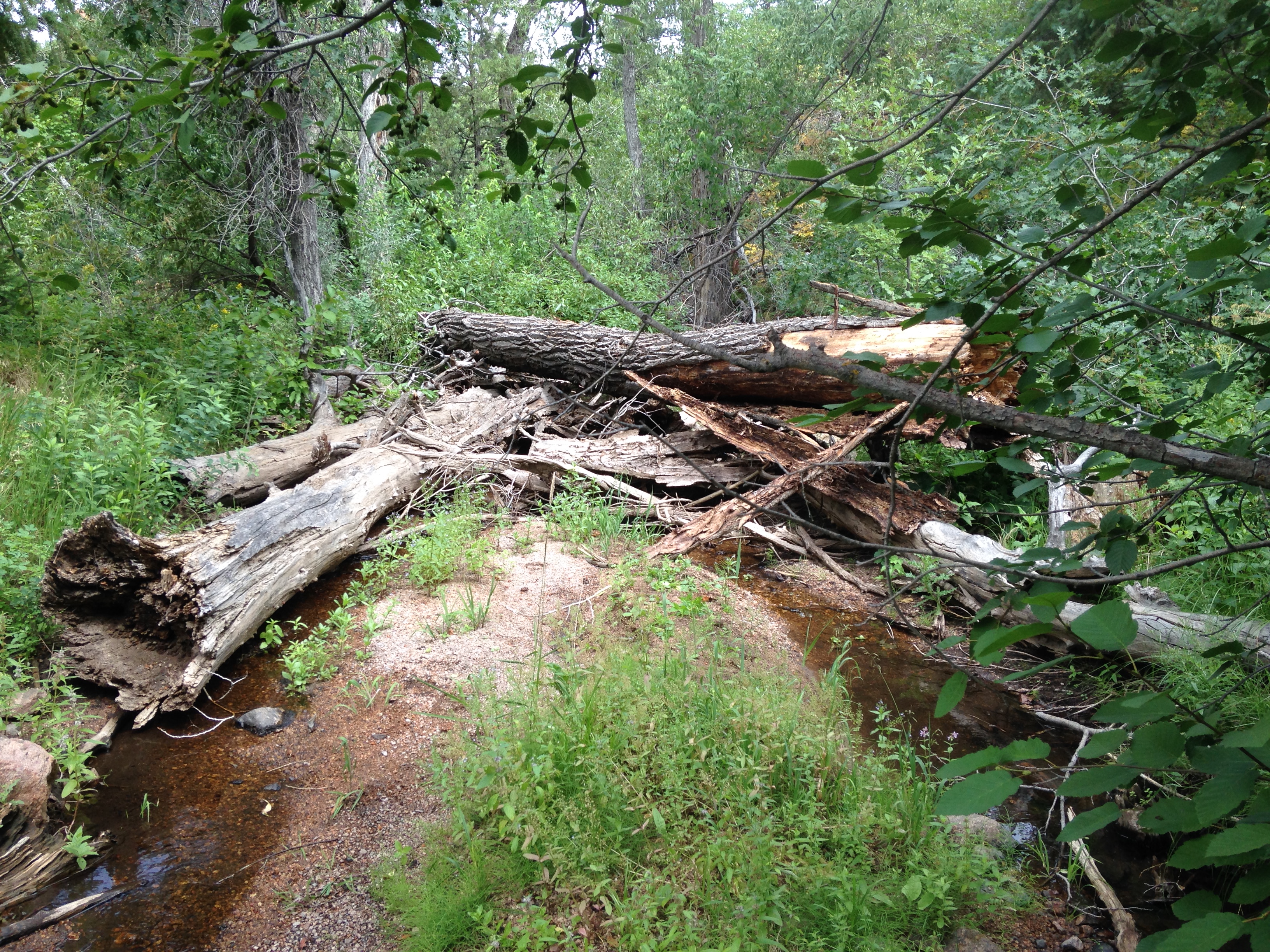 Large woody debris in a creek, surrounded by dense vegetation